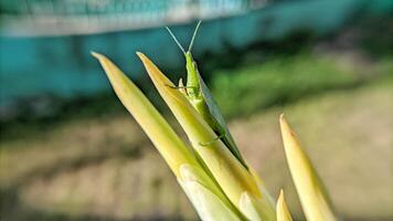 Selective focus of green grasshopper or Atractomorpha crenulata on blurred natural background. photo