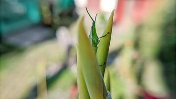 Selective focus of green grasshopper or Atractomorpha crenulata on blurred natural background. photo