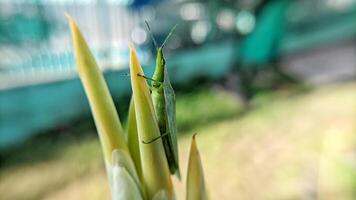 Selective focus of green grasshopper or Atractomorpha crenulata on blurred natural background. photo