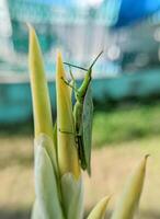 Selective focus of green grasshopper or Atractomorpha crenulata on blurred natural background. photo