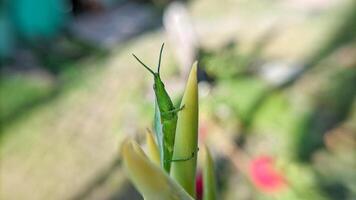 Selective focus of green grasshopper or Atractomorpha crenulata on blurred natural background. photo