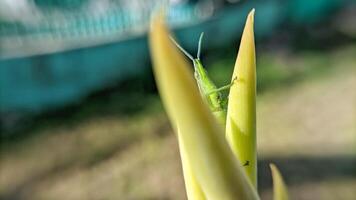 Selective focus of green grasshopper or Atractomorpha crenulata on blurred natural background. photo