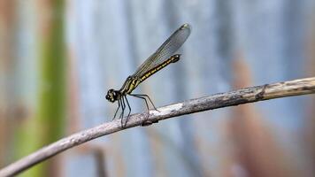 Close-up photo of Libellago lineata dragonfly on a dry branch. Selective focus