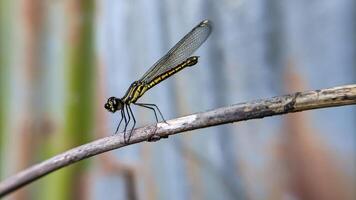 Close-up photo of Libellago lineata dragonfly on a dry branch. Selective focus