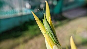 Selective focus of green grasshopper or Atractomorpha crenulata on blurred natural background. photo