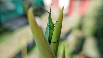 Selective focus of green grasshopper or Atractomorpha crenulata on blurred natural background. photo