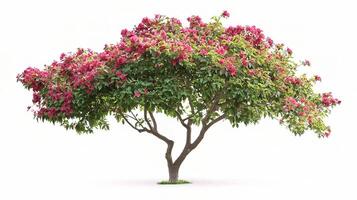 A pink flowering tree is shown on a white background photo