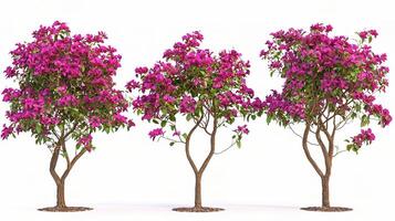 Three different types of bougainvillea trees photo