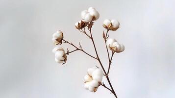 Cotton flowers on a white background photo