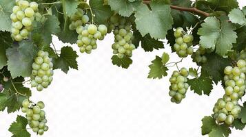 A bunch of grapes hanging from a vine photo