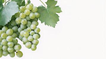 A bunch of green grapes on a white background photo