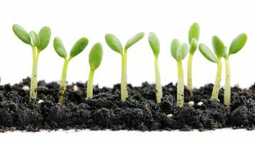 A group of young plants growing in the soil photo