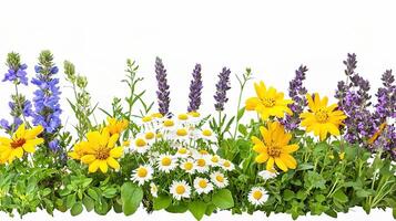 A row of wildflowers on a white background photo
