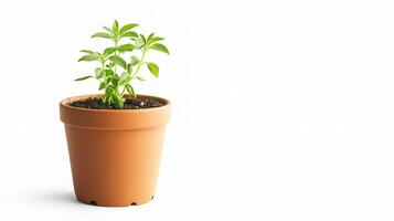 A small plant in a pot on a white background photo