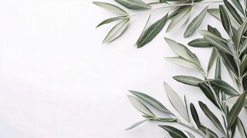 Olive leaves on white background photo