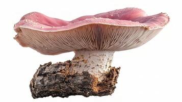 A pink mushroom is on top of a tree photo