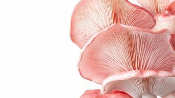 A group of pink mushrooms on a white background photo