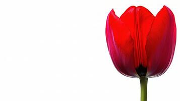 A single red tulip on a white background photo
