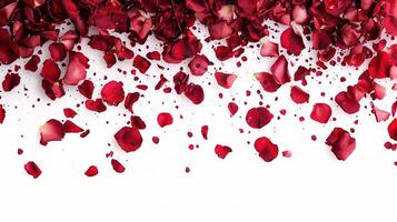 Red rose petals falling down on a white background photo