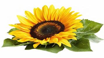 A sunflower is shown on a white background photo