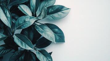 A green plant with leaves on a white background photo