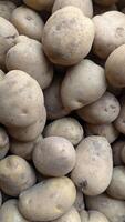 Harvested Potatoes Pile With Rustic Texture and Earthy Natural Setting photo
