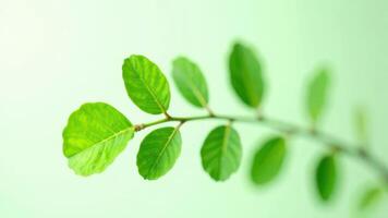Lush green branch with vibrant leaves on soft green background photo