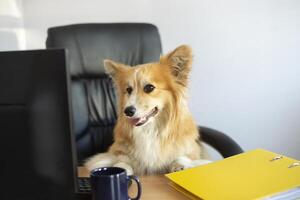 Serious corgi dog sits in a chair and worksing on a computer in the office at his desk photo