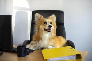 funny corgi dog sits in a chair and worksing on a computer in the office at his desk photo