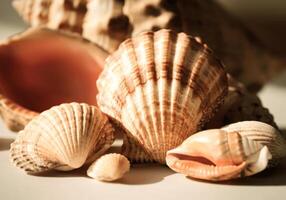 Close-up of seashells with vivid patterns and natural textures in sunlight photo
