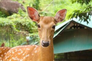 Portrait of a cute deer. Red deer looking directly at the camera photo