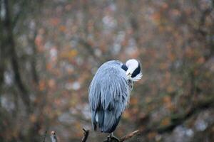 A bird sitting on a tree branch photo