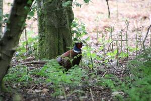 A pheasant is standing in the woods photo