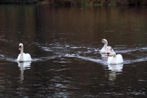 Three swans swimming in a lake photo