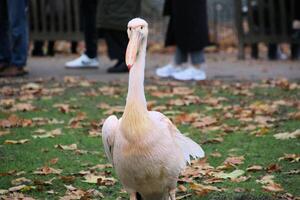 A pelican standing on the grass photo