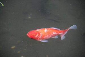 A red fish swimming in a pond with grass photo