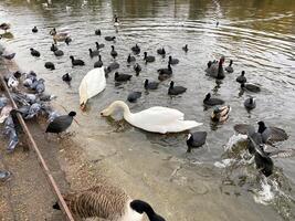 A flock of birds and a white swan in a pond photo