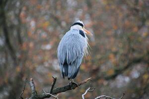 A heron is perched on a tree branch photo