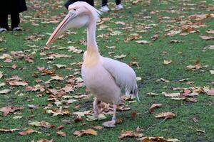 A large bird with a long beak walking on the grass photo