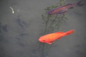 A fish in a pond photo