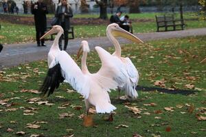 A group of pelicans standing on the grass photo