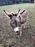 A donkey standing in a field with grass on it photo