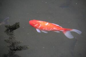 A red and white fish swimming in a pond photo