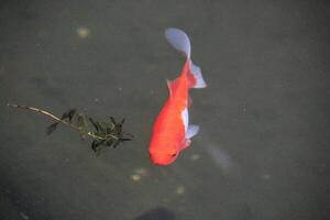 A red and white fish swimming in a pond photo