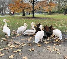 A group of white pelicans are gathered around a tree stump photo