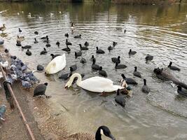 A flock of birds and a swan in a lake photo