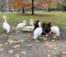 A group of pelicans standing around a tree stump photo