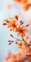 Delicate orange blossoms sway gently against a soft blue background in early spring sunshine creating a serene atmosphere photo