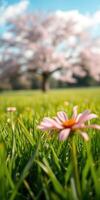 Beautiful pink flowers bloom in a lush green field beneath cherry blossom trees during springtime photo