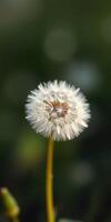 Dandelion blooms in sunlight showcasing delicate white filaments on a green background photo